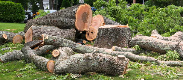 How Our Tree Care Process Works  in  Pittsburgh, PA